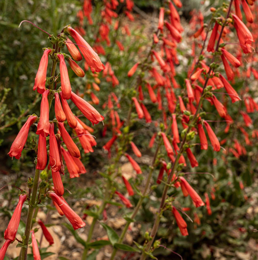 Penstemon EATON’S Red Hummingbird Perennial Beardtongue USA Non-GMO 100 Seeds!
