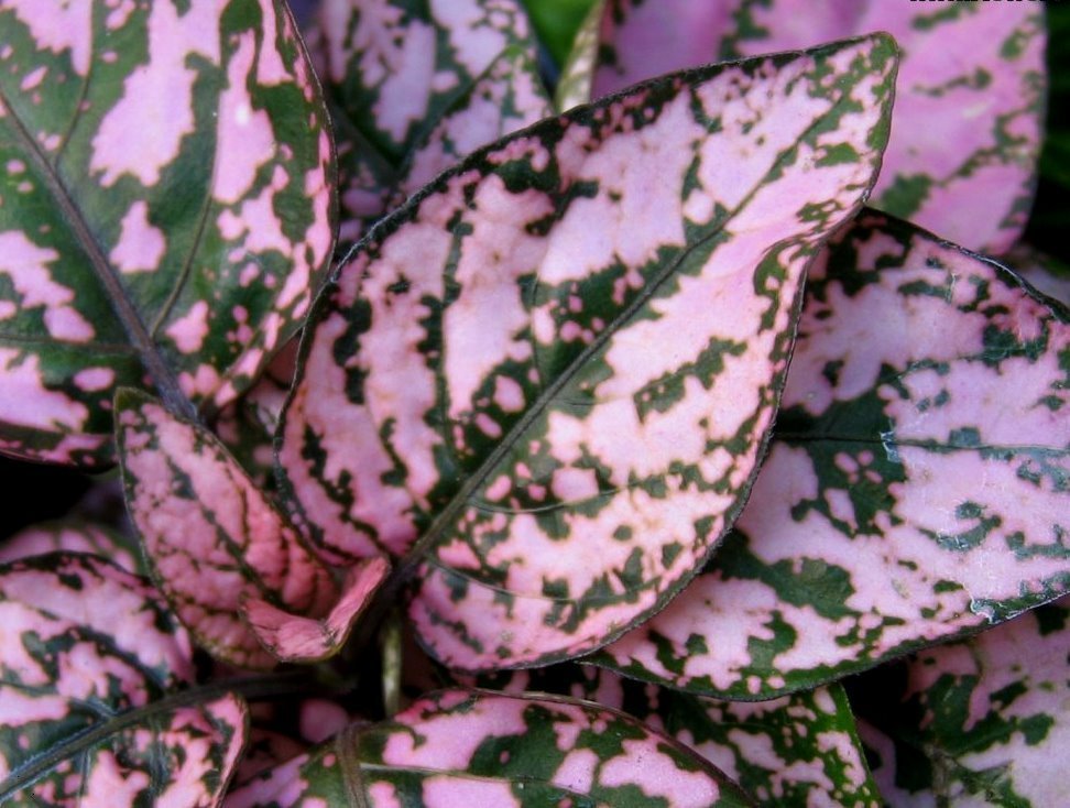 Polka Dot Plant Seeds, Pink, Heirloom Flower Seeds, Colorful Foliage Plant 50ct