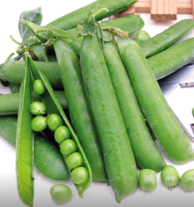 20+Super Sugar Snap Pea Seeds Green Sweet pea Garden Pea Heirloom Fresh USA