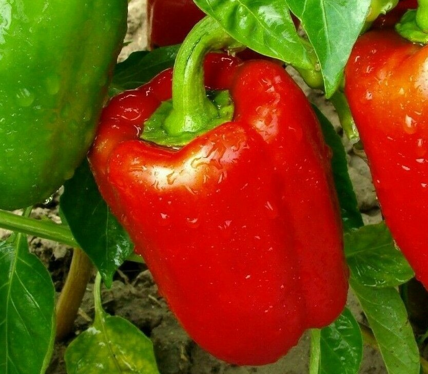 RED BELL PEPPER SEEDS 30+ Culinary BIG RED SWEET PEPPER Non-Gmo FREE SHIPPING