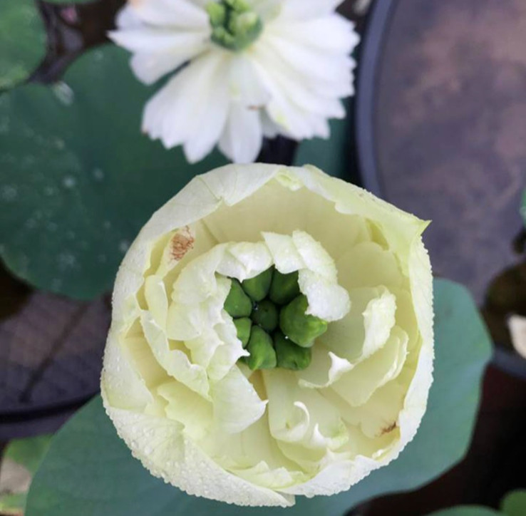 WHITE ROYAL LOTUS SEEDS – SEN CUNG ĐÌNH (5 PCS) |90% GERMINATION|