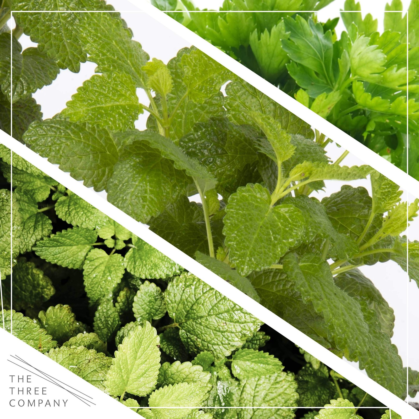 Aromatic Edible Herb Assortment: 6 Plants Including Mint, Eucalyptus, Lemon Balm