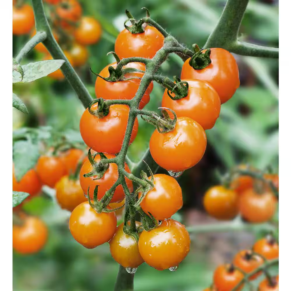 19 Oz. Yellow Cherry Tomato Plant (2-Pack)