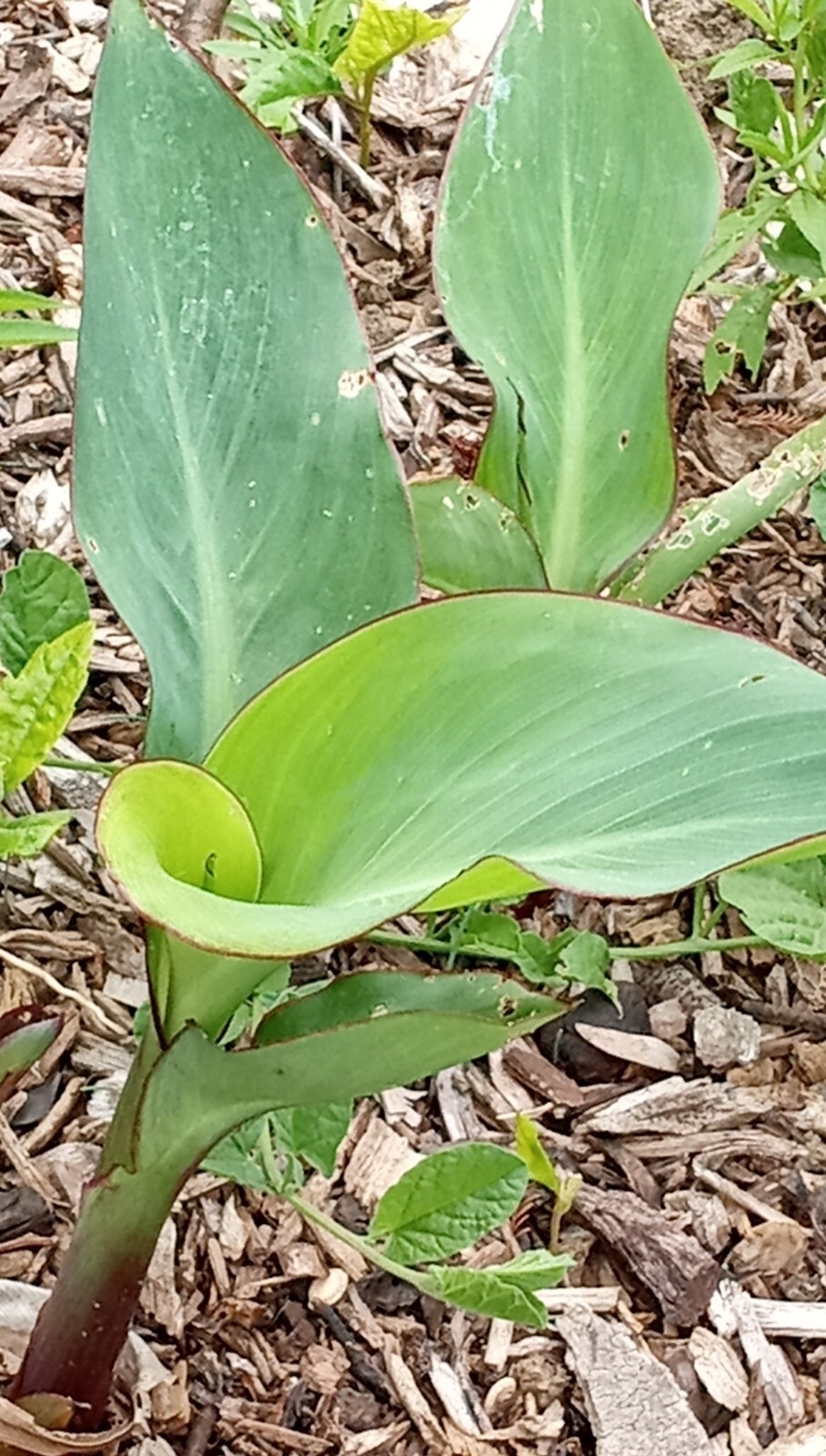 RED CANNA LILY Rooted Starter Plant Large Green Leaf – Hardy Tropical Perennial