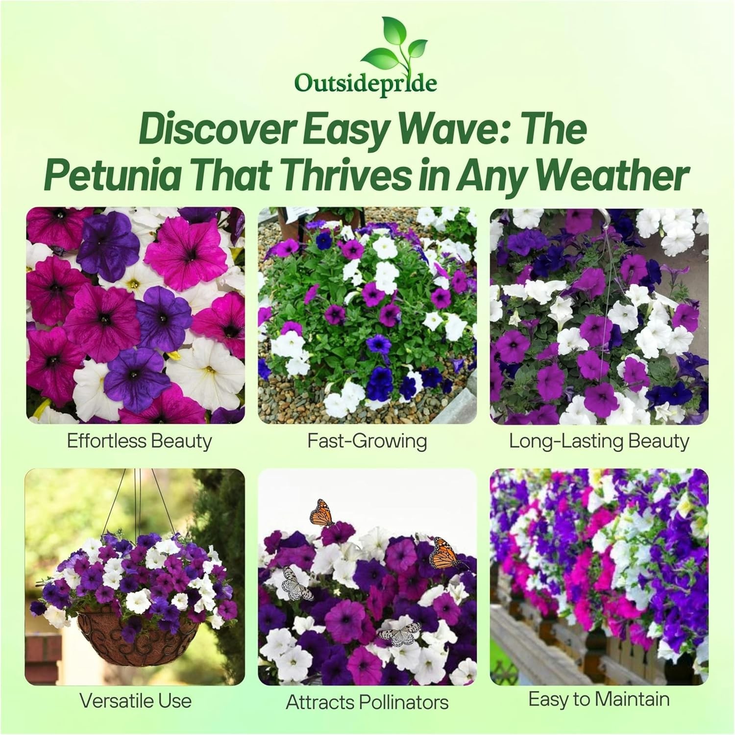 30 Seeds Easy Wave Spreading Petunia Great Lakes Flower Seed Mix