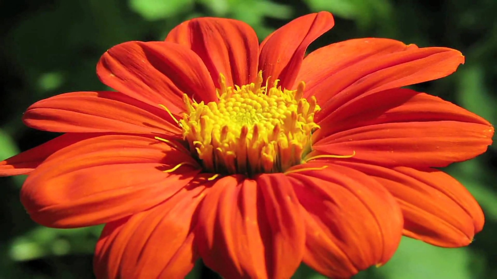 Mexican Sunflower Seeds, Orange, Tithonia, Attract Butterflies, Daisy-Like Bloom
