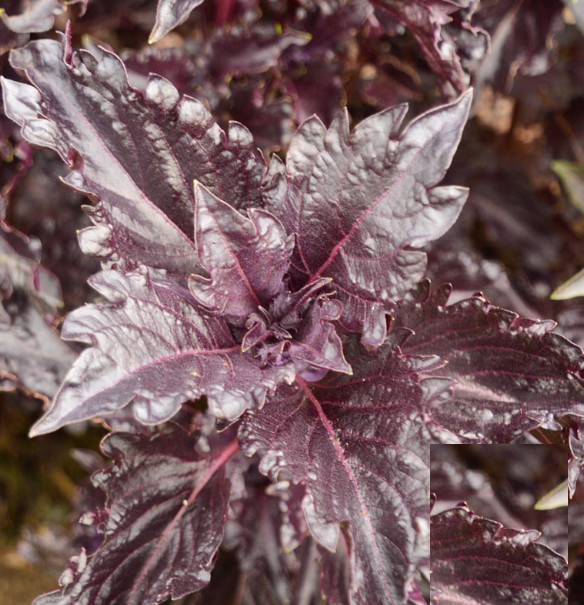 Basil PURPLE RUFFLES Heirloom Sweet AAS Award Antioxidants Non-GMO 200 Seeds
