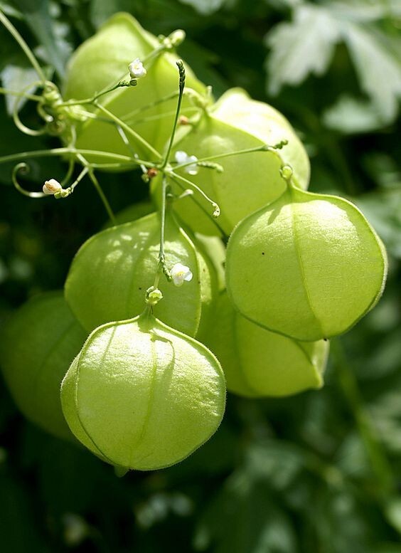 15 organic Balloon Vine seeds / Love in a Puff ** harvest of 09/2024** FREE S/H