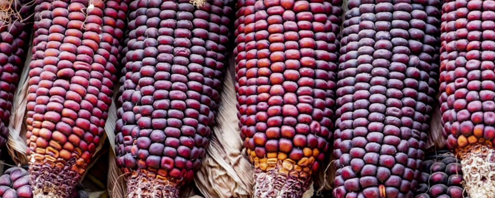 Jimmy Red Corn – Heirloom Dent Corn Seed Milling 1/4 pound over 300 Seed