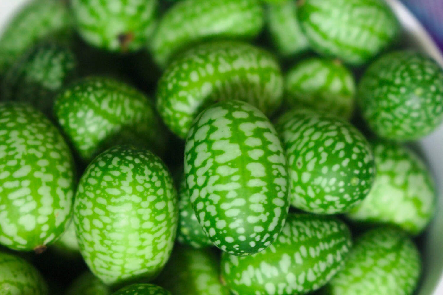 10 CUCAMELON Melothria Scabra Mouse Melon Mexican Mini Watermelon Fruit Seeds