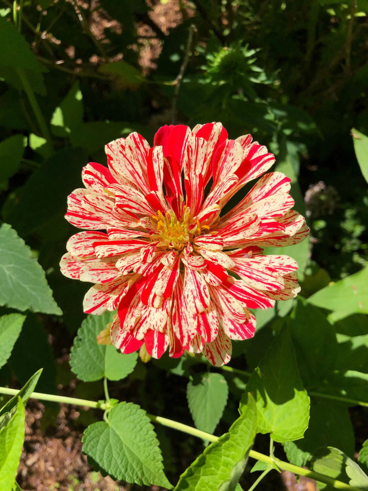 Peppermint Candy Stripe Zinnia Seeds – For 2026 Planting New Lot Giant