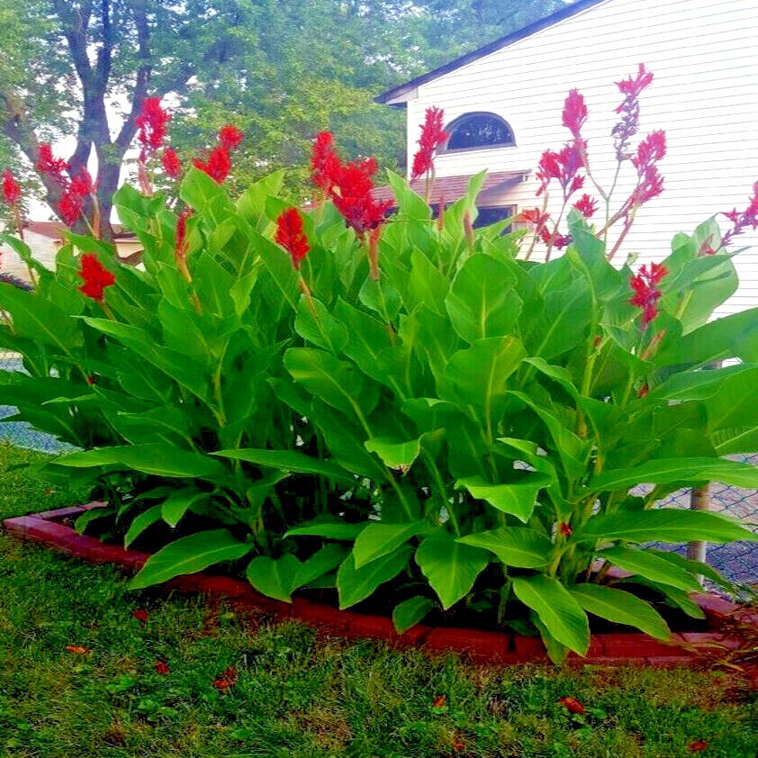RED CANNA LILY INDICA SEEDS INDIAN SHOT Arrowroot Flowers Attracts Hummingbirds