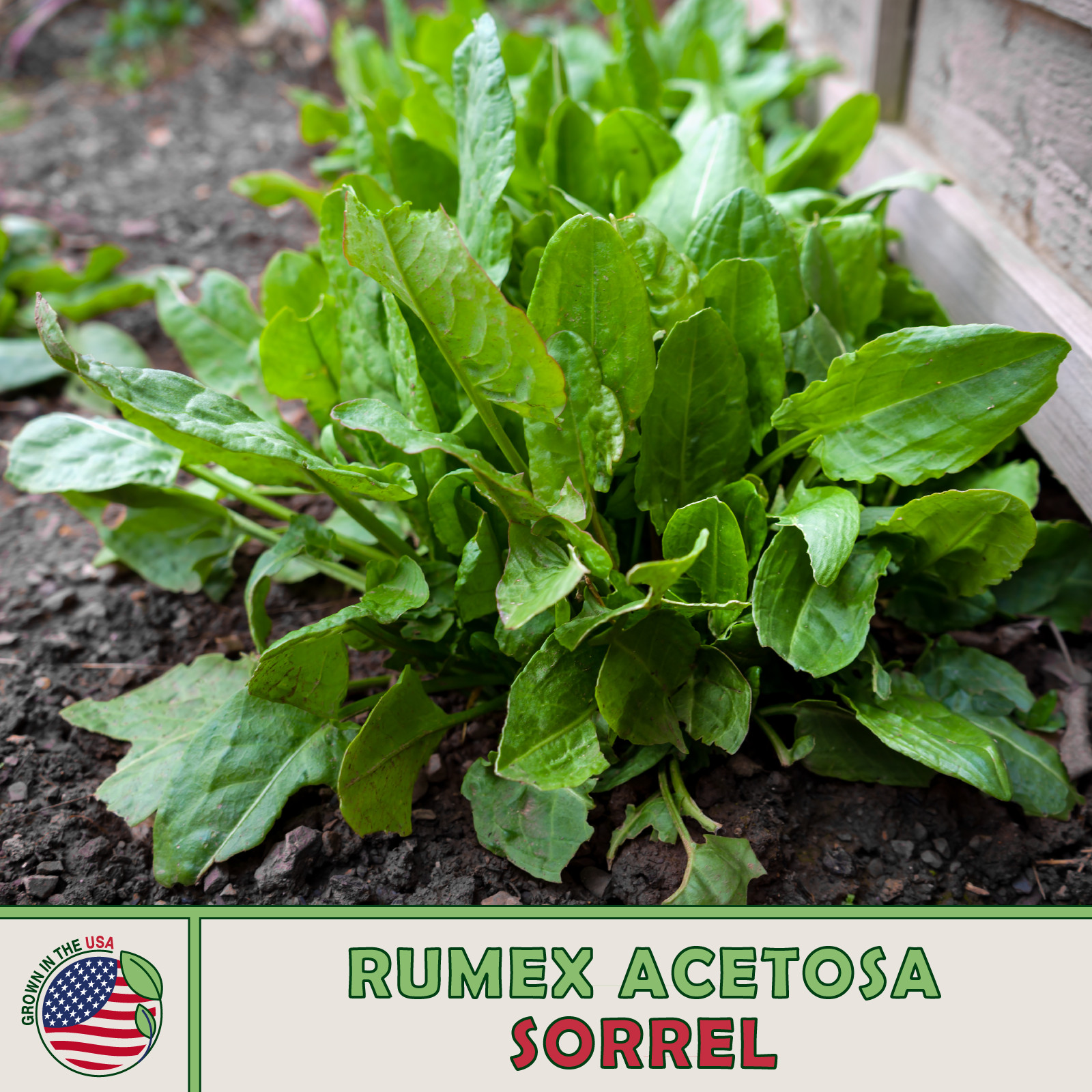 500 Sorrel Seeds, Rumex acetosa, Spinach Dock, Culinary, Non-GMO, Genuine USA