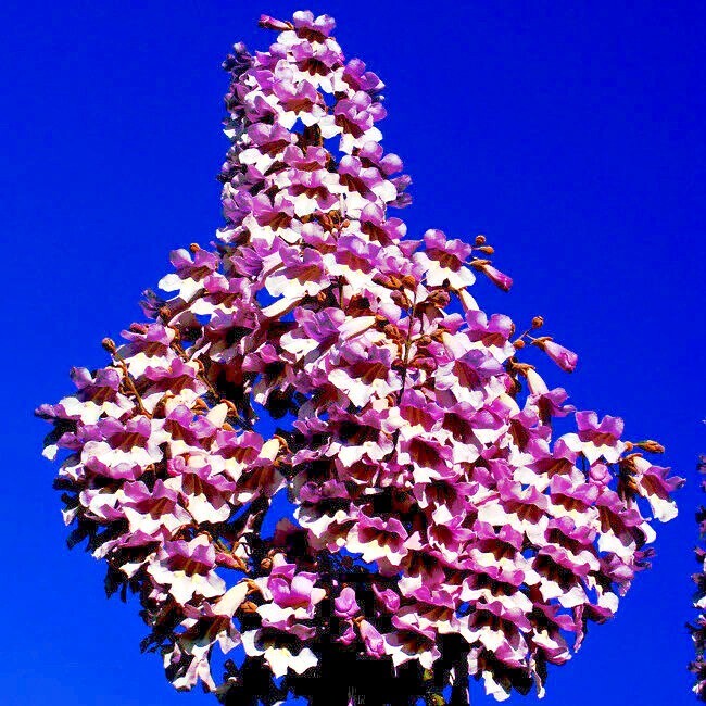 50 Royal Empress (Paulownia tomentosa) Seeds “FASTEST GROWING TREE in the WORLD”