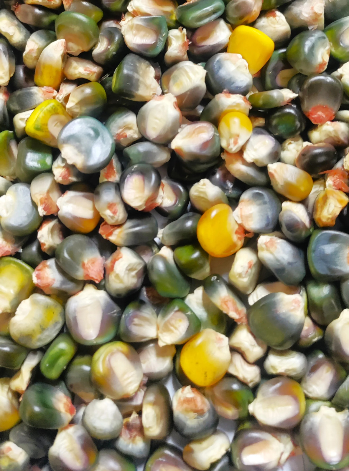 Green And Gold Dent Corn Seeds | Indian Ornamental Oaxacan Maize Flint Seed 2025