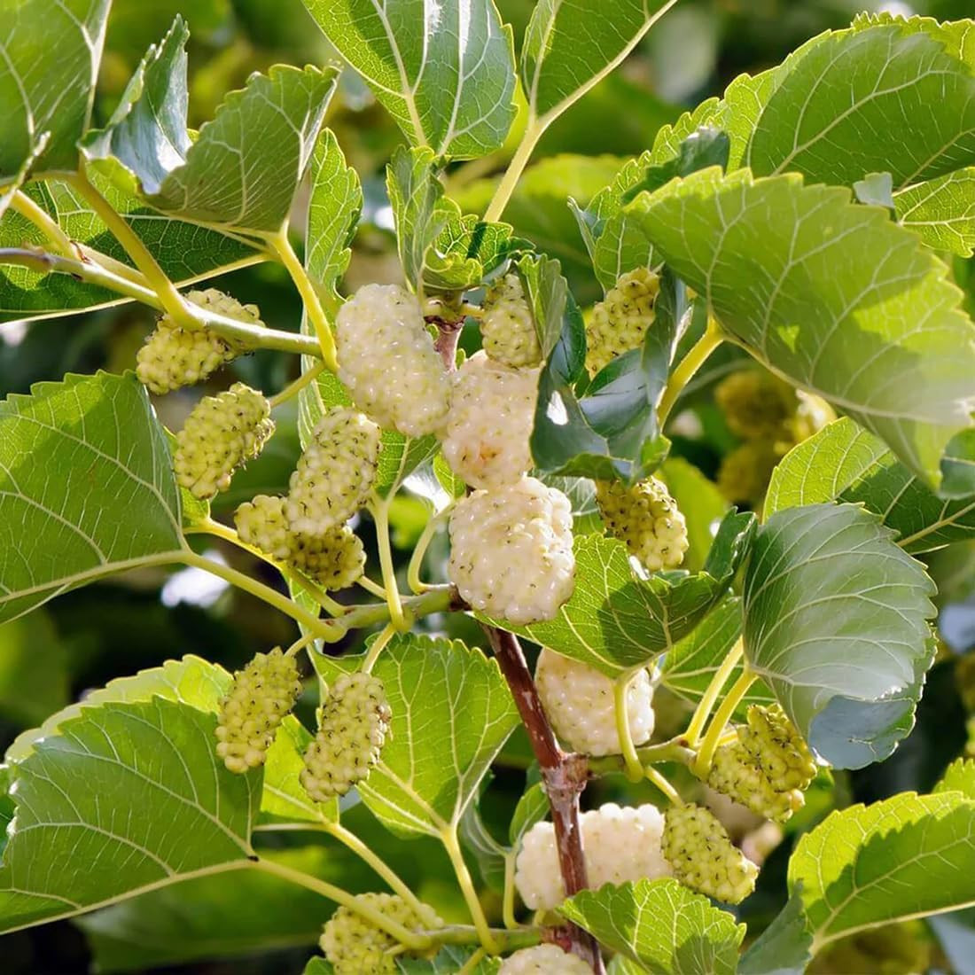 50+ White Mulberry Tree Seeds Morus Nigra Seed Sweet Edible Fruit Non-Gmo