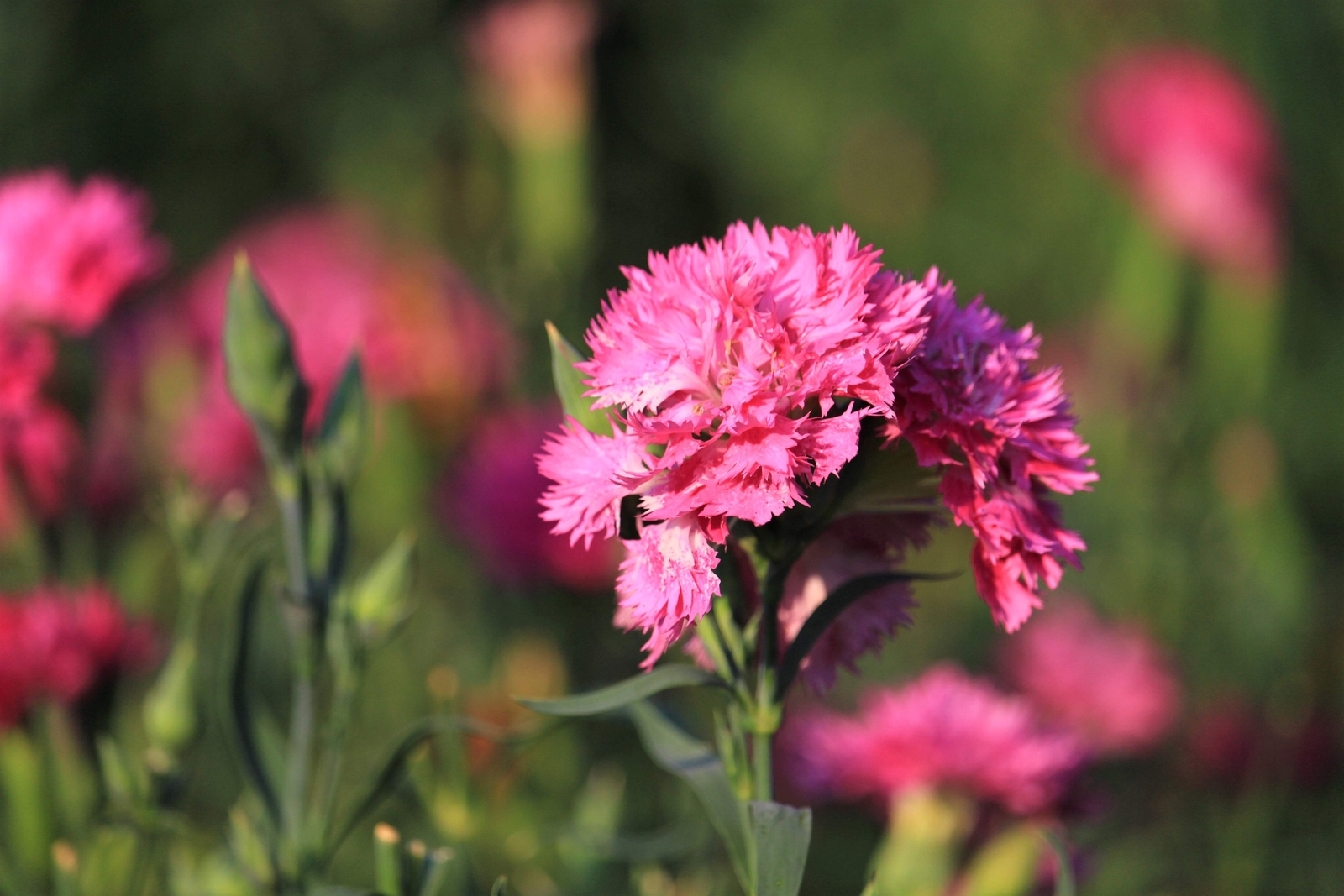 50 PINK ROSE CARNATION Dianthus Caryophyllus Flower Seeds *Flat S/H