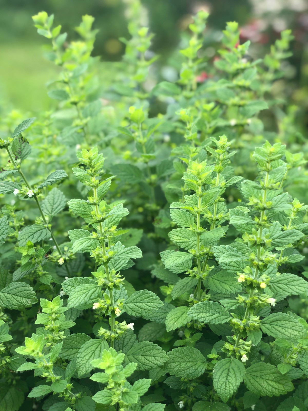 Lemon Balm .443gr Approx 1250 Seeds ORGANIC Non GMO Free Shipping!