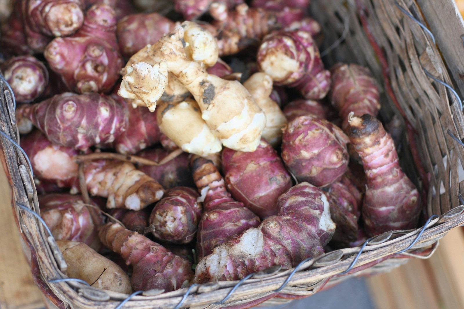 20 Seeds JERUSALEM ARTICHOKE Sunchoke Helianthus Tuberosus Flower Root Vegetable