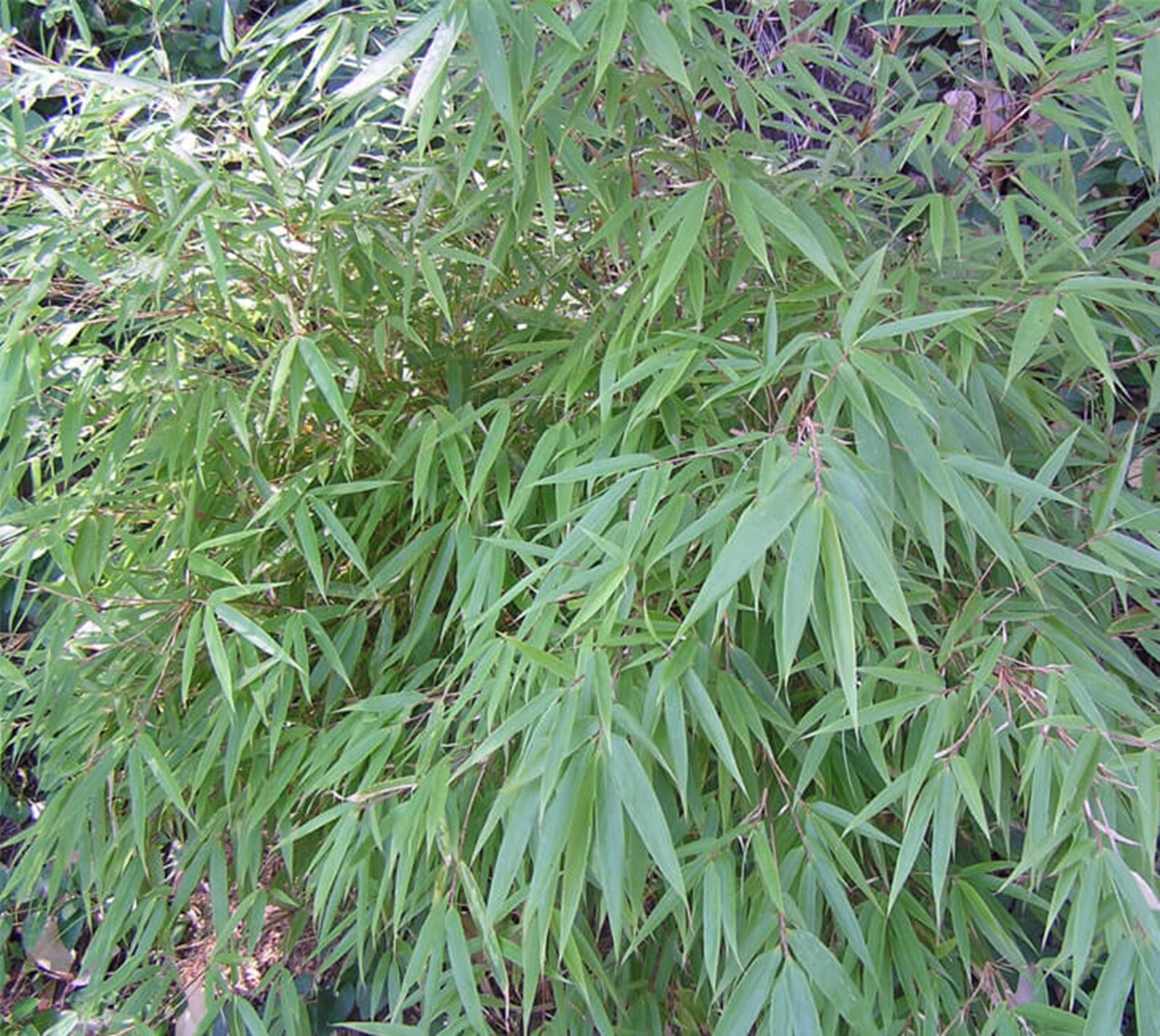 100 Dragon Head Bamboo Seeds Perennial Ornamental Seed Privacy Shots US SELLER