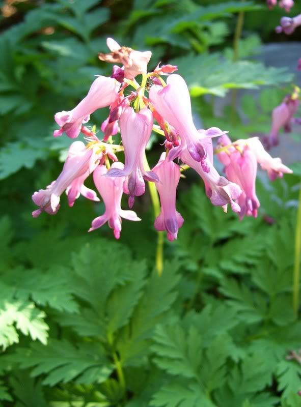 10 FRINGED / FERN LEAF BLEEDING HEART Dicentra Eximia Pink Flower Seeds *CombS/H