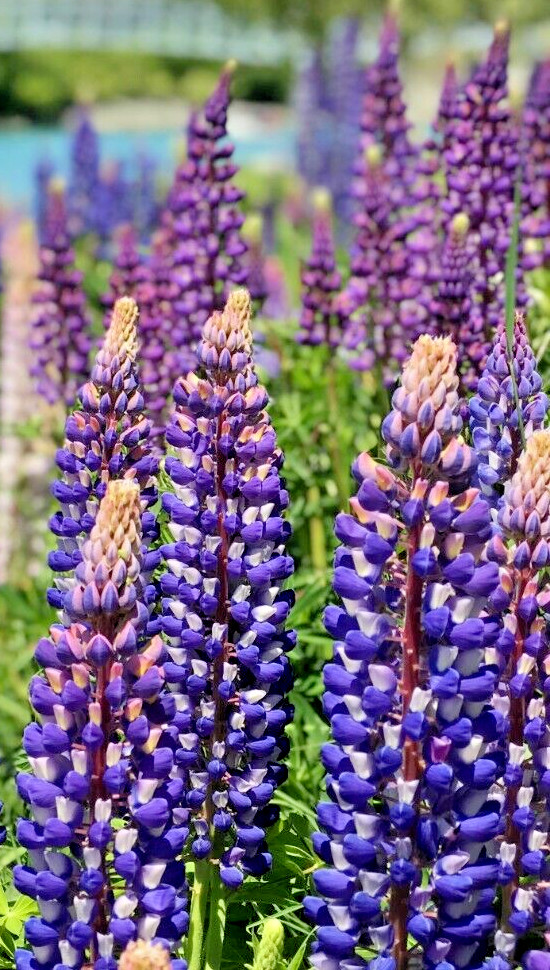 TALL BLUE AND WHITE LUPINE 50 SEEDS, EASY TO GROW PERENNIAL. USA GROWN. NO GMO