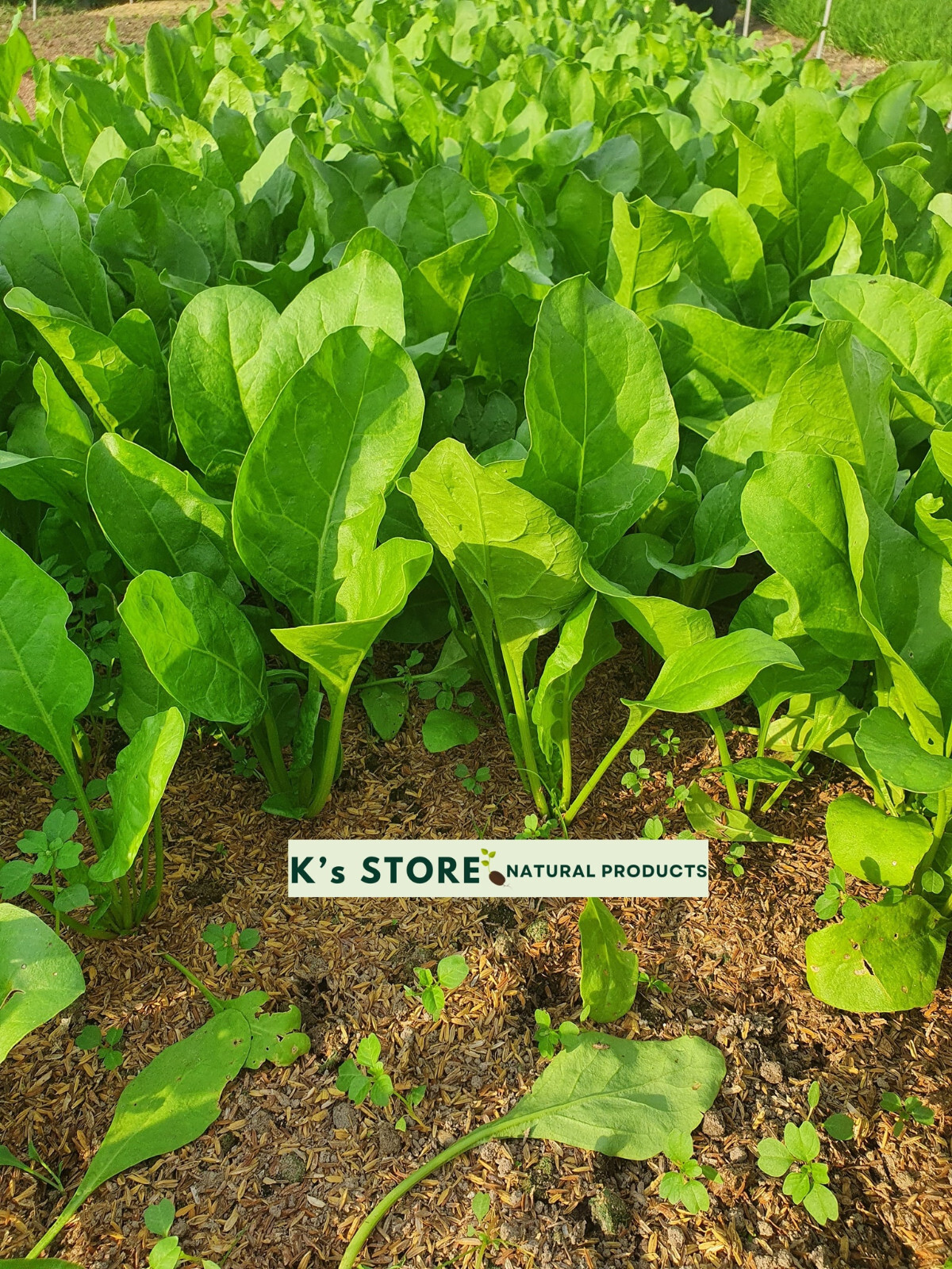 SPINACIA OLERACEA SEEDS, HẠT CẢI BÓ XÔI | HIGH GERMINATION |