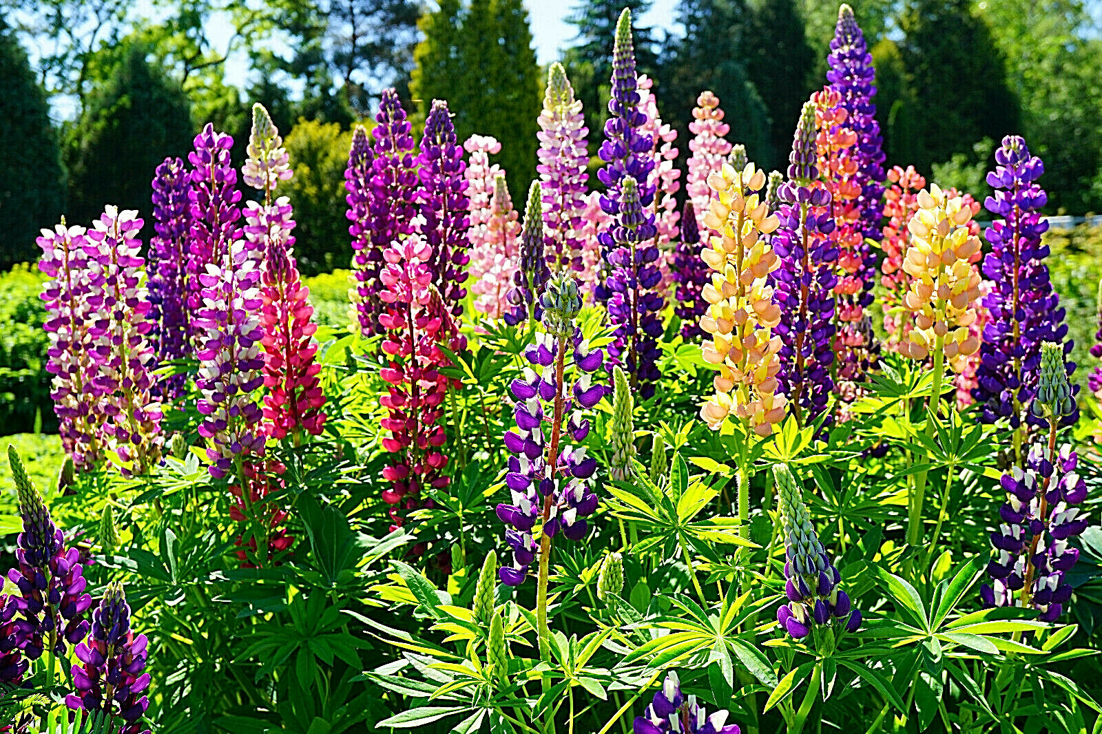 RUSSELL LUPINE MIX 50 SEEDS, MIX OF RED, PURPLE, BLUE/WHITE, PINK, AND MORE…