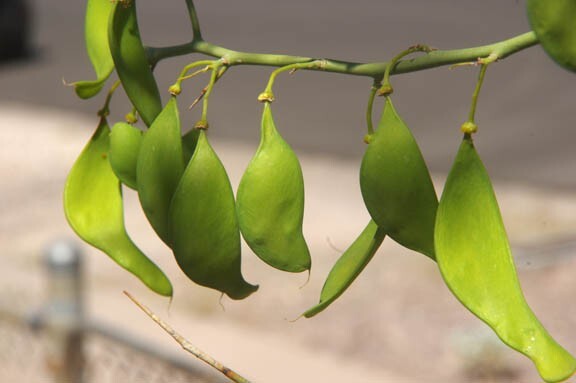 25 Seeds, Parkinsonia Forida, Blue Palo Verde, Green Trunk