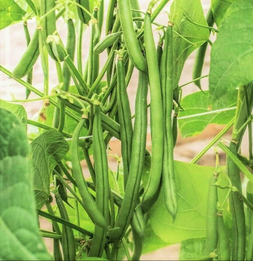 Blue Lake FM1K Green Bean Seeds | Heirloom Pole Beans Vegetable Seed Fresh 2024