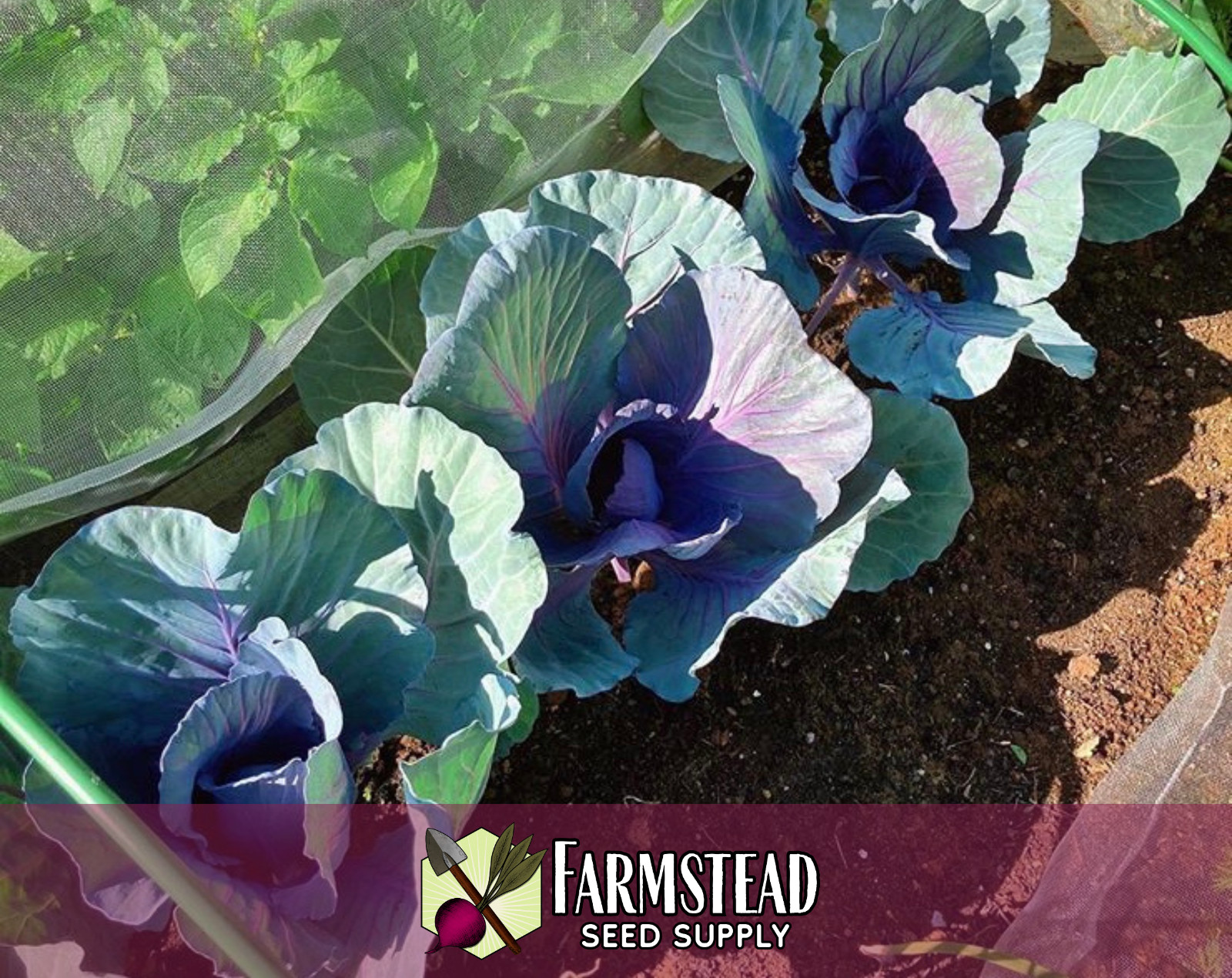 2,200+ Cabbage Seeds [Red Acre] Vegetable Gardening Seed, Heirloom, Non-GMO, USA