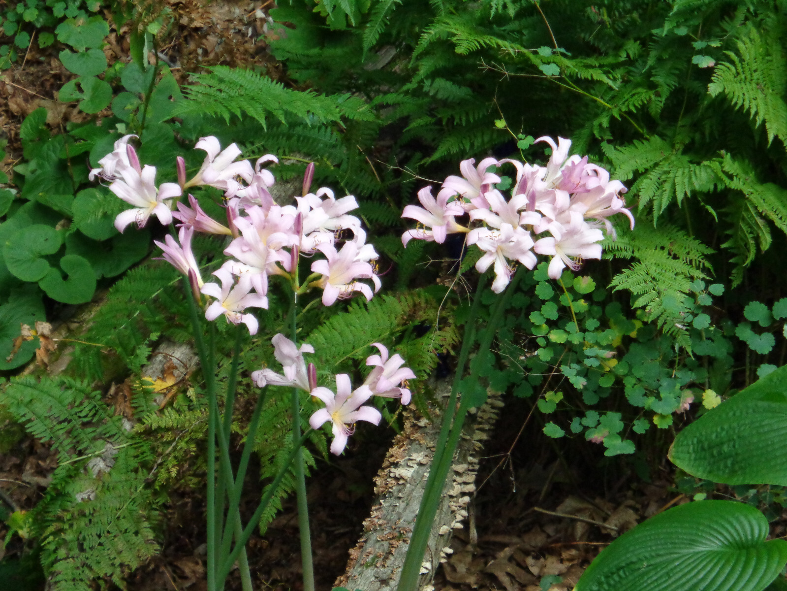 6 BULBS PINK MAGIC SURPRISE LILY Autumn Lycoris squamigera Hardy Amaryllis READ*