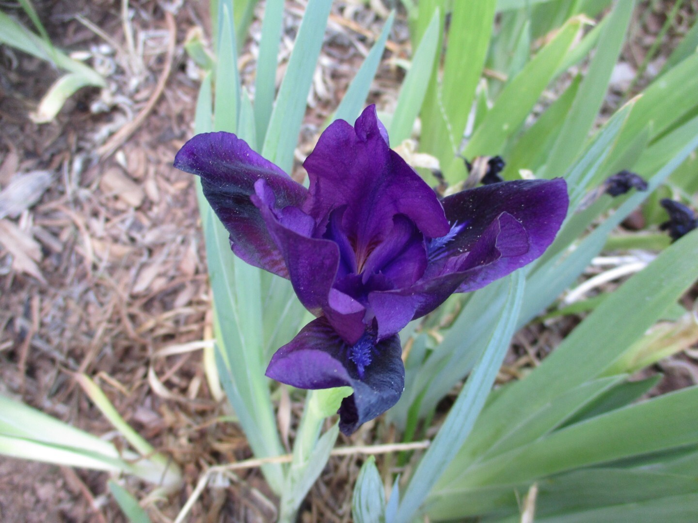 Siberian Iris Dark Purple
