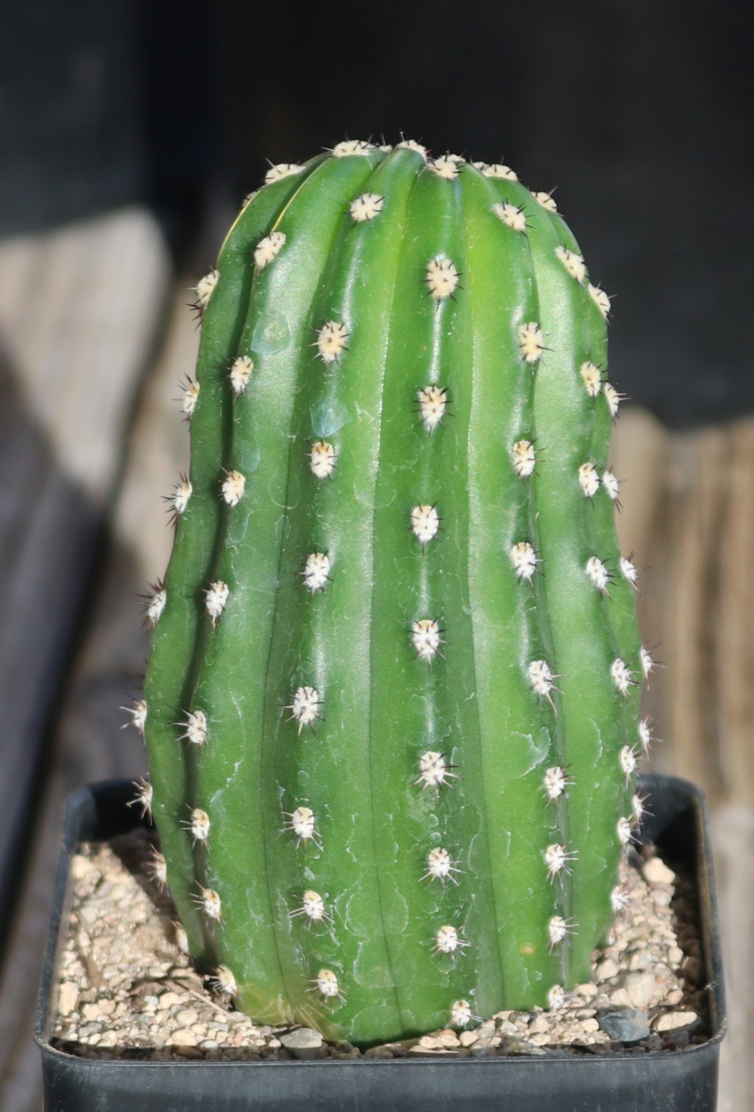 Tricho hybrid ‘Betty Boom’