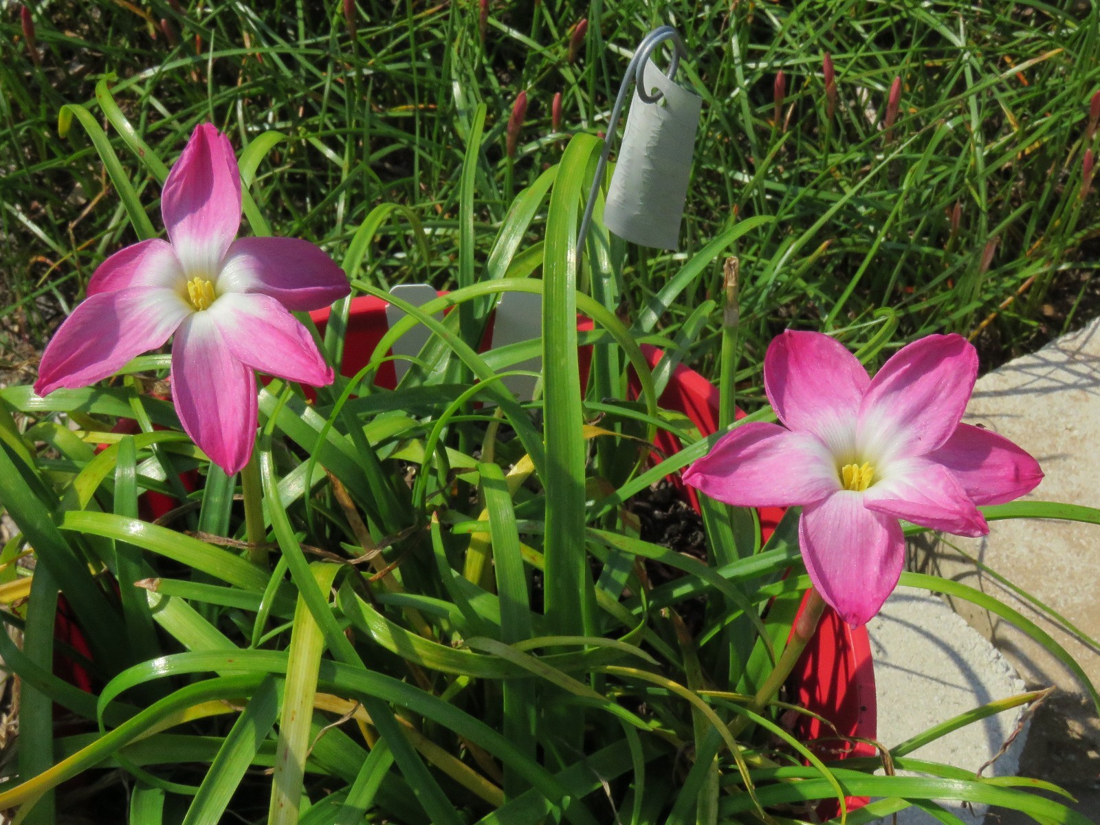Rain Lily, Zephyranthes Labufarosea Lucky All Over, 1 bulb, NEW, habranthus
