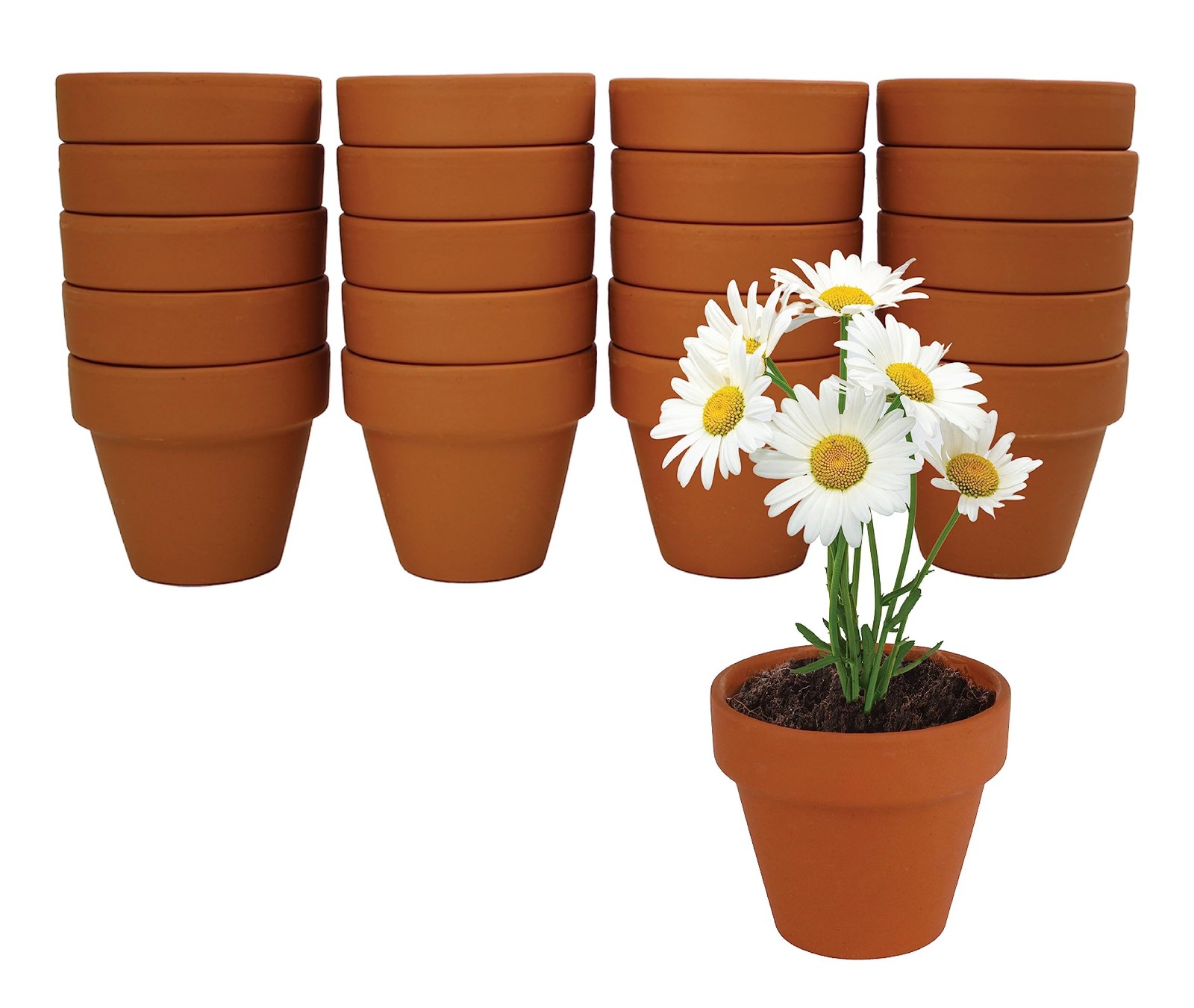 Daisy Seeds & Genuine Terracotta 5cm Mini Pot Bulk Pack (20 Count), Includes …