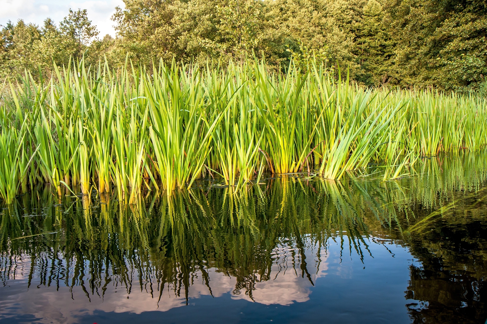 250 SWEET FLAG GRASS Wetland Pond Acorus Calamus Ornamental Seeds
