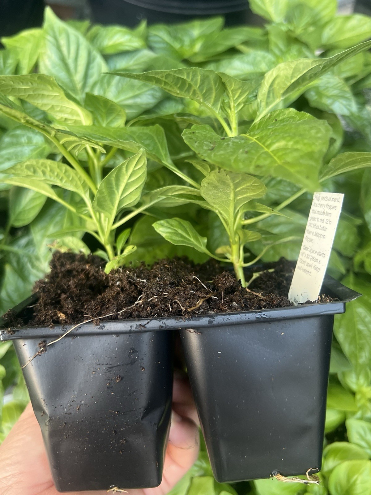 2 Extremely Hot Wiri Wiri Pepper Plants 225,000 SH