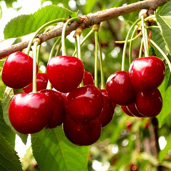 European Sweet Cherry Tree | Premium Seeds | Prunus avium ‘Spring’ | Plants’®