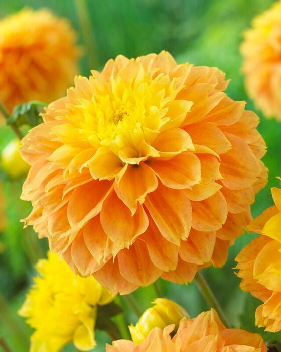 1 – Deep Impact Decorative Dahlia Flower Bulb Tuber