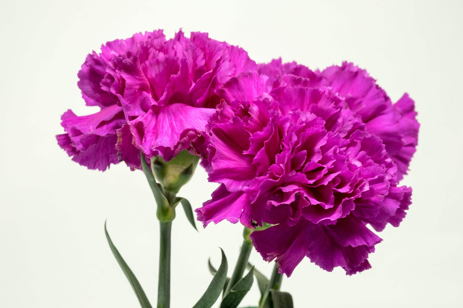 50 MAGENTA CARNATION Dianthus Caryophyllus Chabaud Flower Seeds *Comb S/H