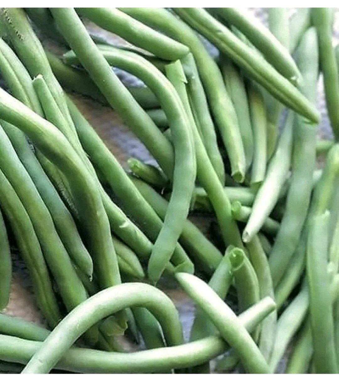1/4 Pound Strike Bush Green Bean Seeds, NON-GMO,Organic Heavy Yields,