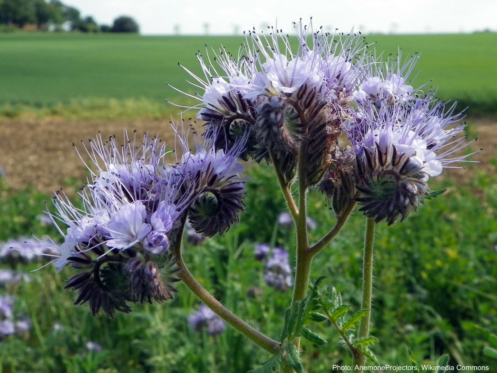 300+ LACY PHACELIA SEEDS Phacelia Tanacetifolia cover crop, attract pollinators