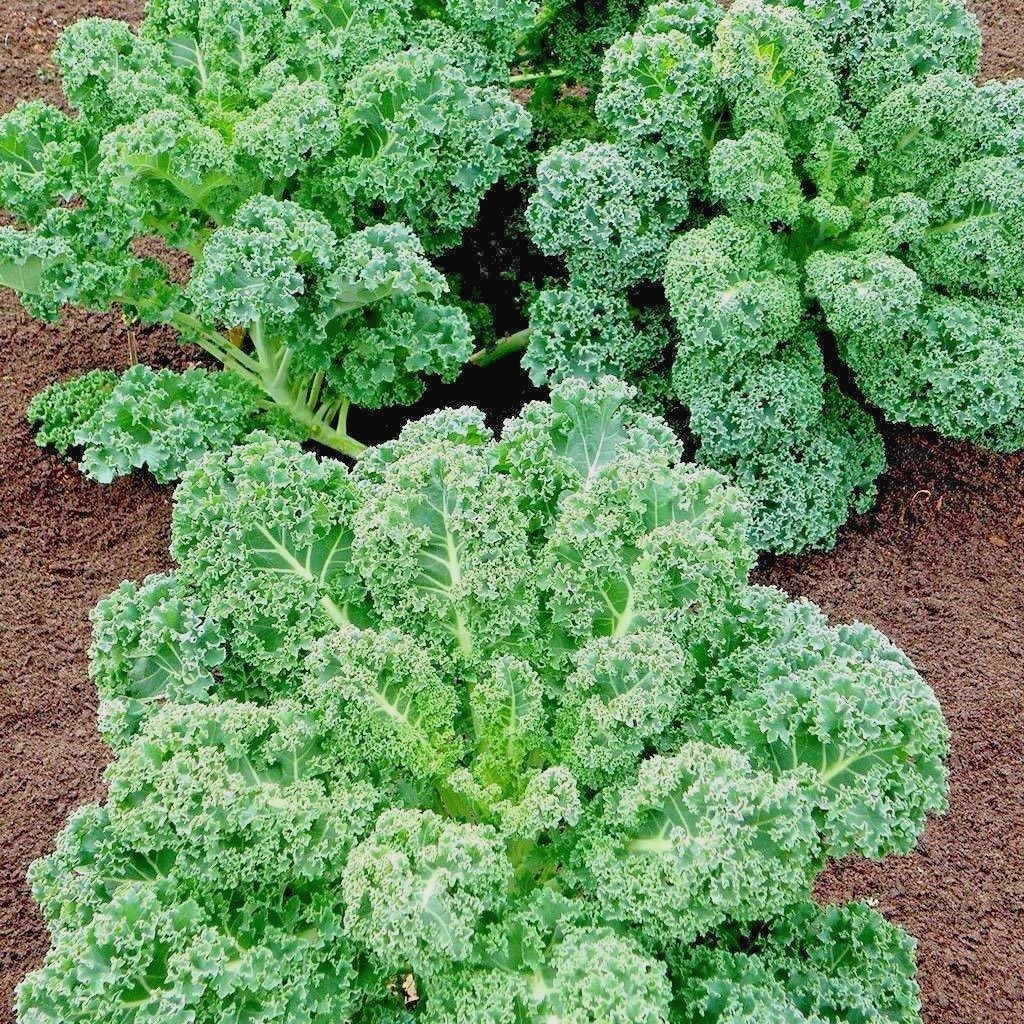 601+VATES Blue Curled Scotch KALE Seed Organic Spring Fall Garden Container Easy