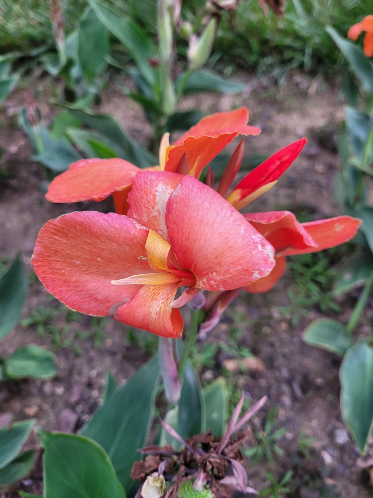 25 Canna Lily Seeds -Red Shade -Orange Flower -Green Leaves -3 ft Free Ship