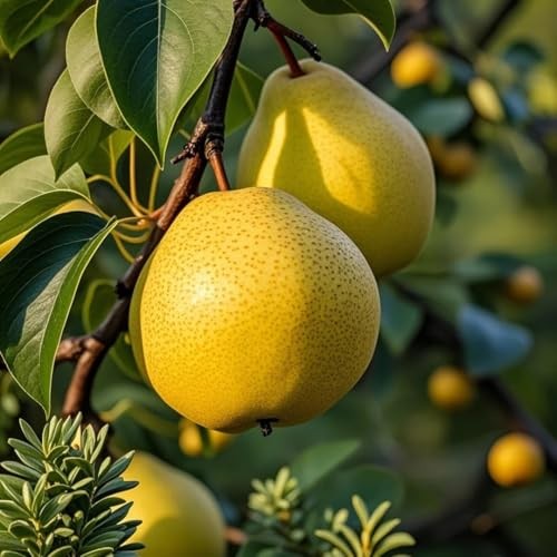 35+pcs Perennial Pear Fruits Tree Seeds for Planting Outdoor