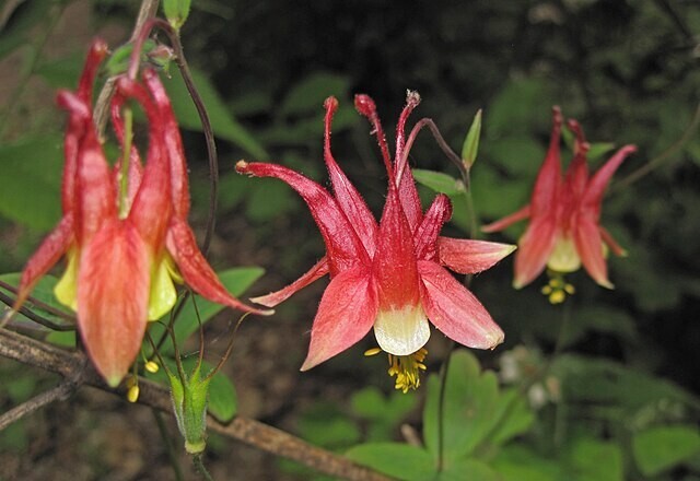 WESTERN RED COLUMBINE, 201 SEEDS, AQUILEGIA FORMOSA, SITKA COLUMBINE USA, NO GMO