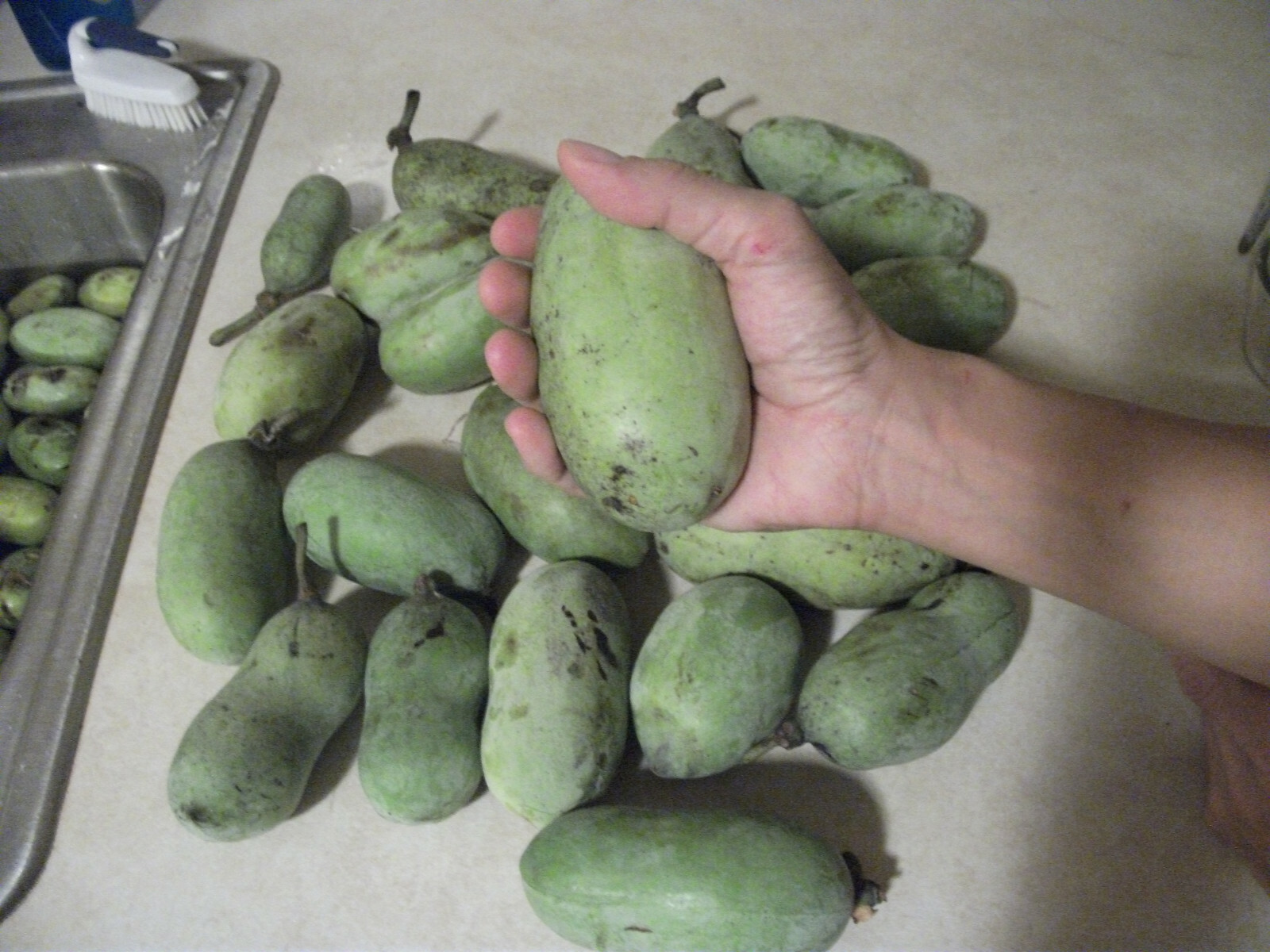 Pawpaw Tree Seed (Asimina triloba) fresh 2023 ~Paw Paw ~ 6 to 1200 seeds
