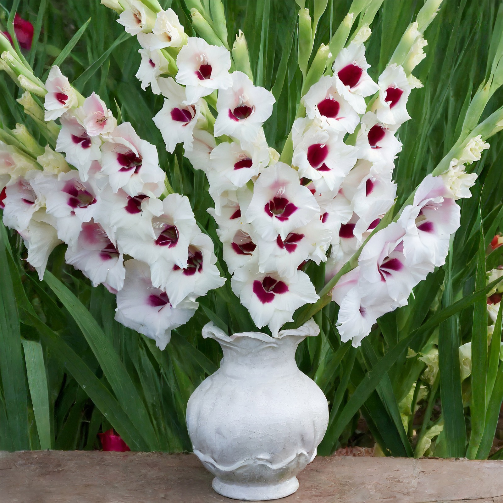 Garden State Bulb Fiorentina Gladiolus Flower Bulbs, 12/14cm, Spring Planting