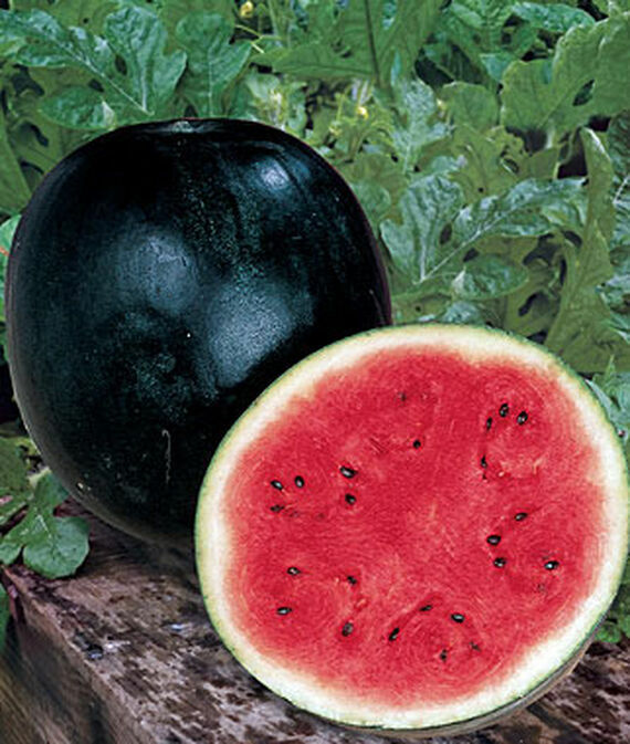 100+ SUGAR BABY WATERMELON Citrullus Lanatus Sweet Red Fruit Melon Vine Seeds